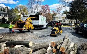 How Our Tree Care Process Works  in  Rocklin, CA