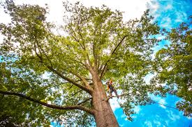 Best Root Management and Removal  in Rocklin, CA