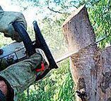 Best Firewood Processing and Delivery  in Rocklin, CA
