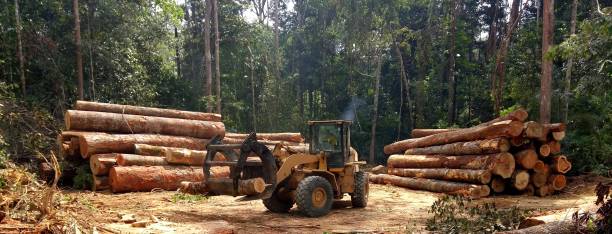 Best Tree Preservation Services  in Rocklin, CA