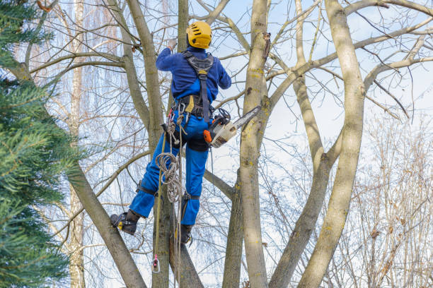 Rocklin, CA Tree Care Company