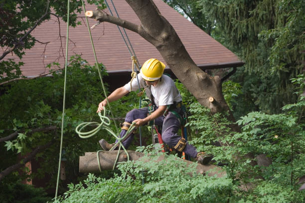 Best Lawn Disease Treatment  in Rocklin, CA