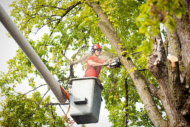 Best Tree Risk Assessment  in Rocklin, CA