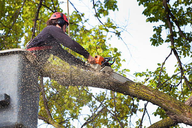 Best Arborist Consultation Services  in Rocklin, CA